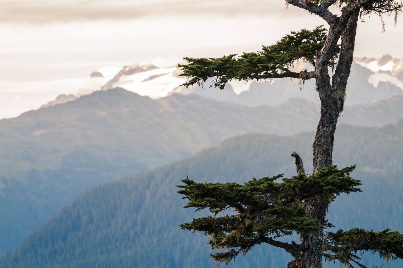 mountains  fir tree  landscape free photo