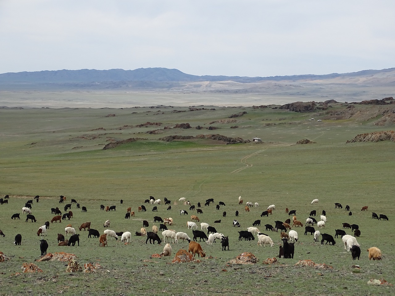 mountains  alpine meadow  pasture free photo