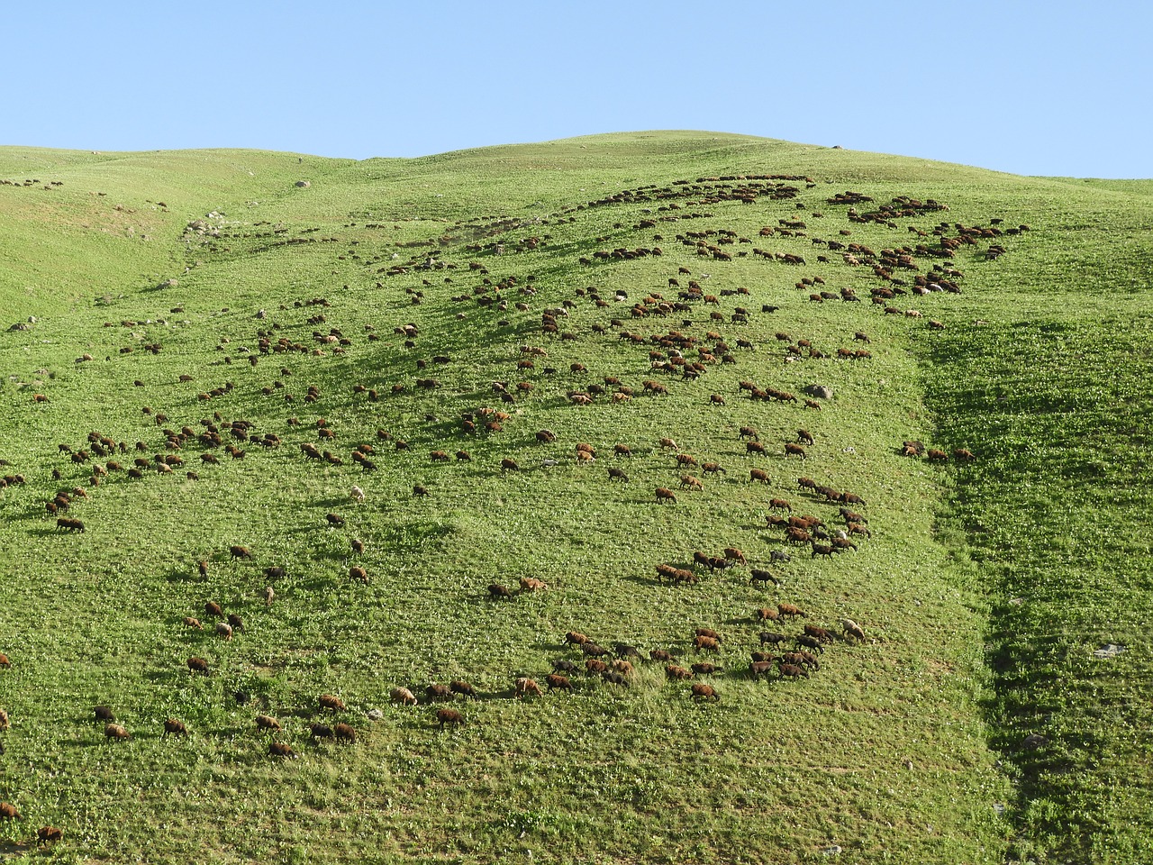 mountains  alpine meadow  pasture free photo