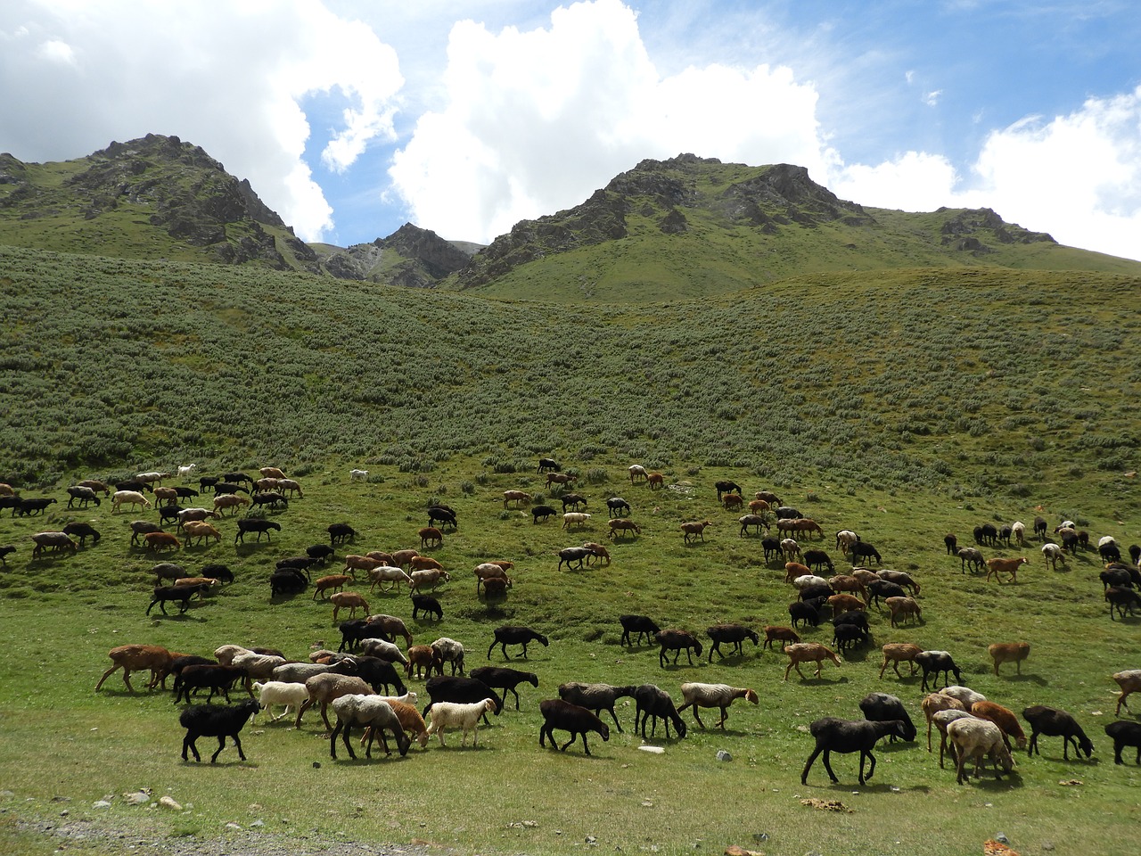 mountains  alpine meadow  pasture free photo