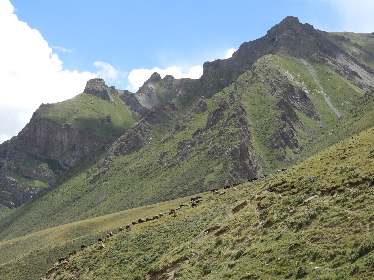 mountains  alpine meadow  pasture free photo