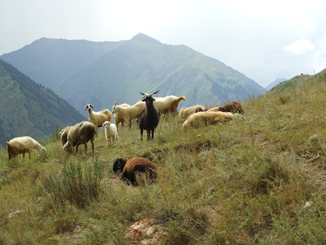 mountains  summer  alpine meadows free photo