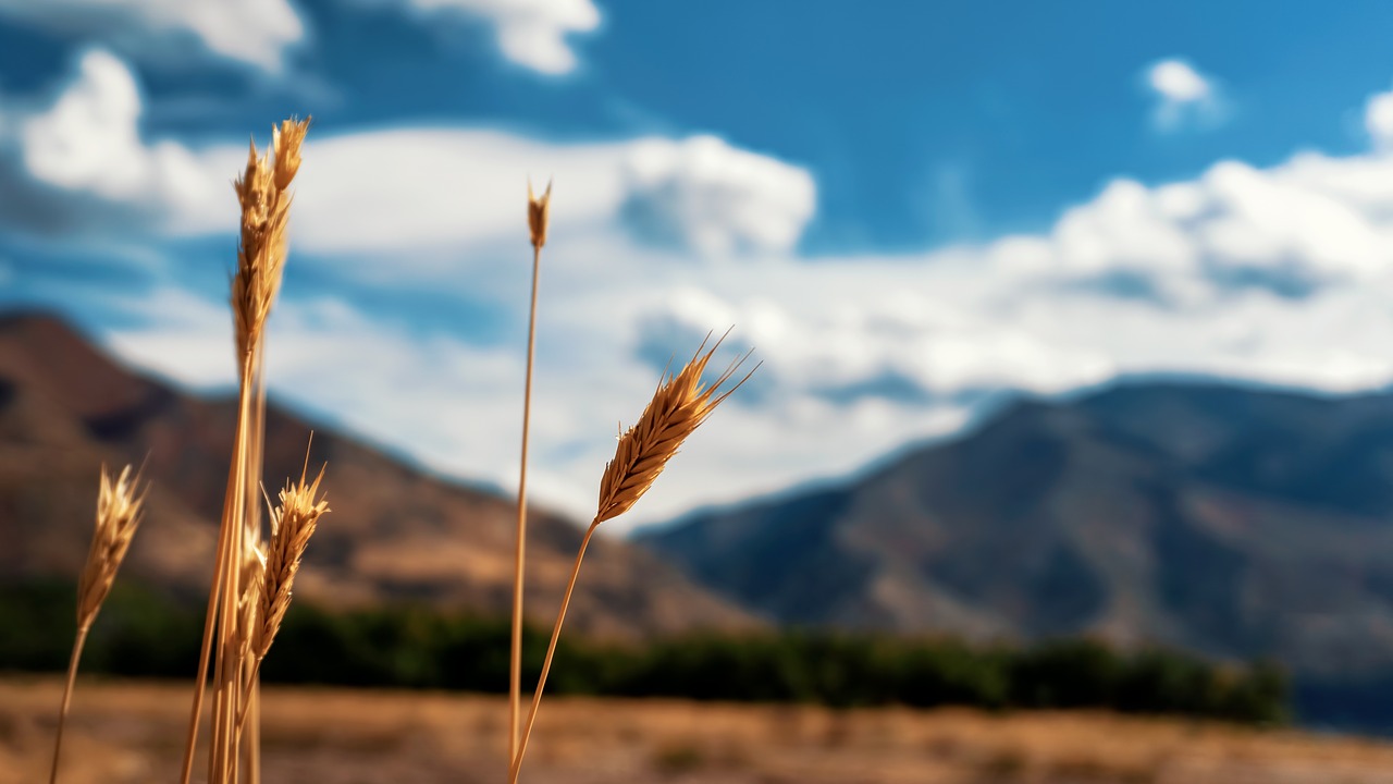 mountains  field  grass free photo