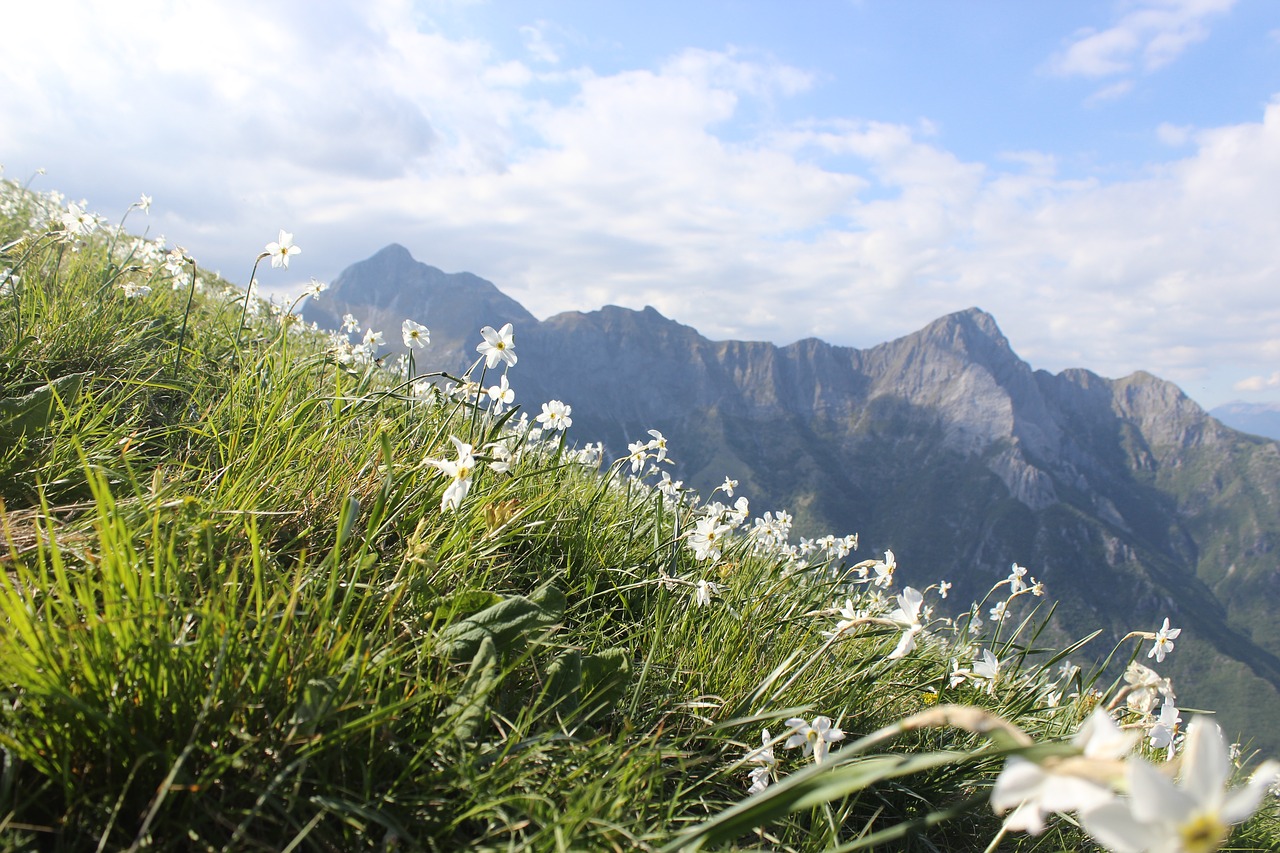 mountains  flowers  panorama free photo