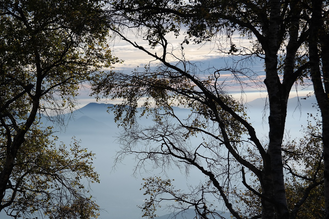 mountains  trees  fog free photo