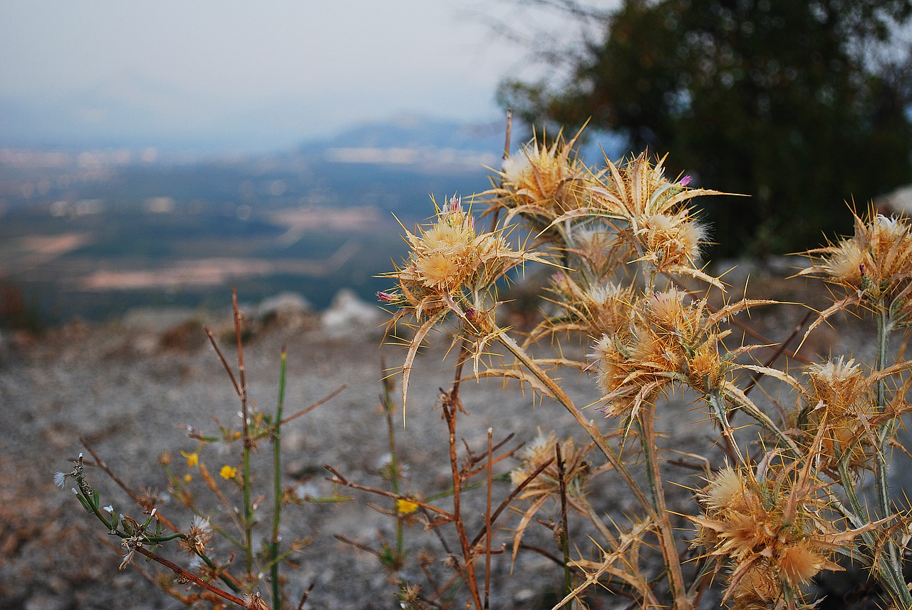 mountains  rocks  plants free photo