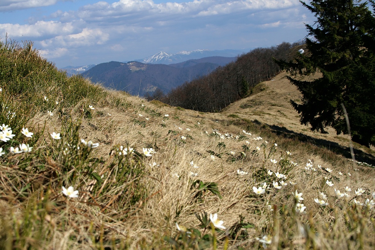 mountains  forest  glade free photo