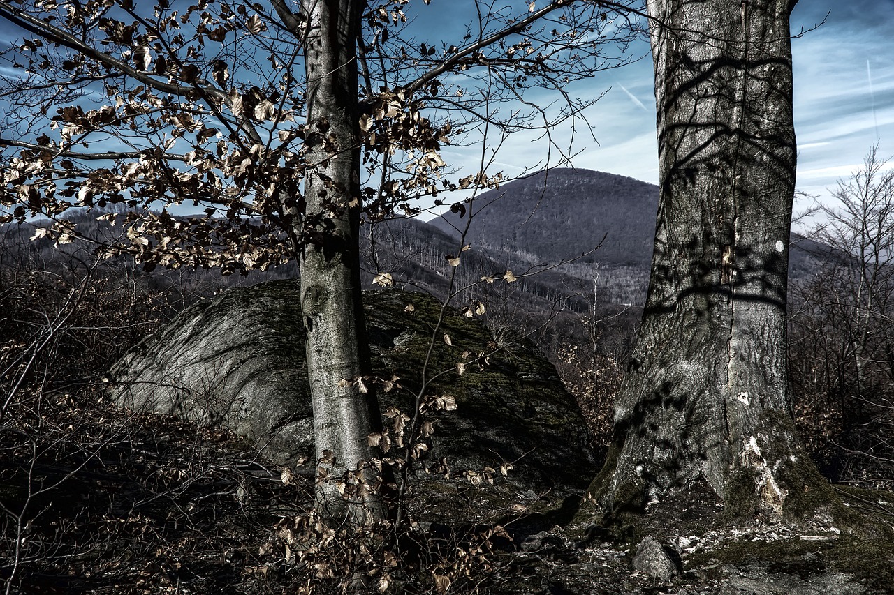 mountains  forests  trees free photo