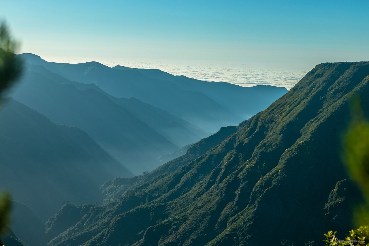 mountains  forest  laurel free photo