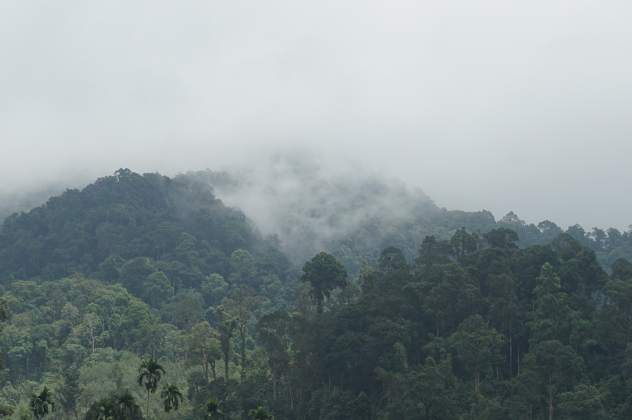 mountains  the forests  nature free photo