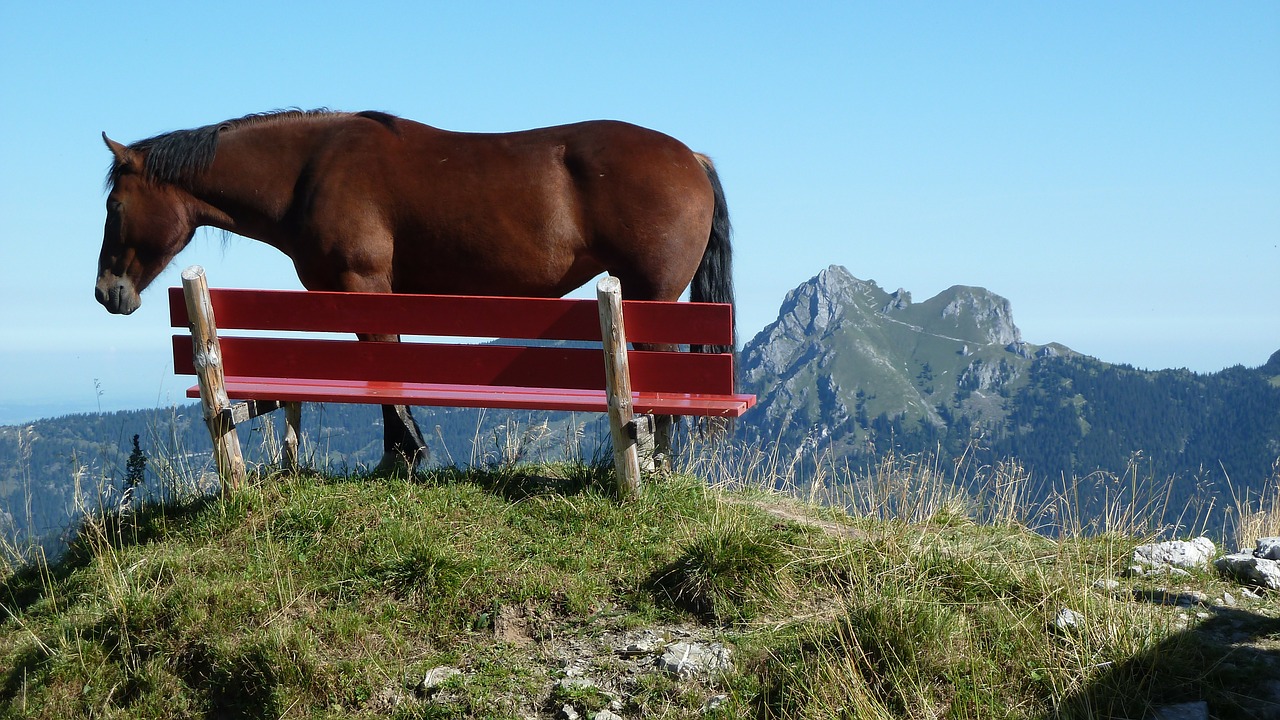 mountains bank horse free photo