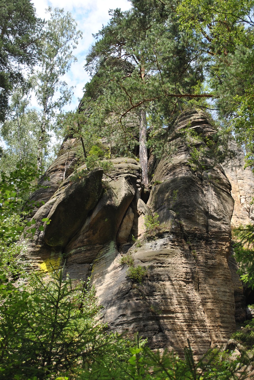 mountains forest landscape free photo