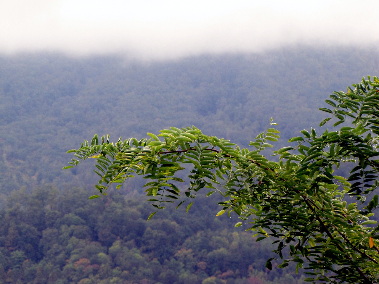 mountains trees leaves free photo