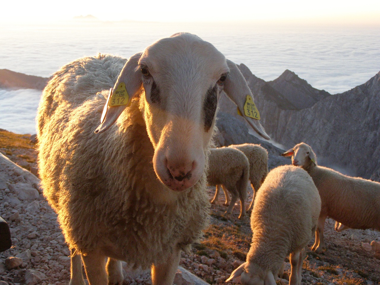 mountains clouds sheep free photo