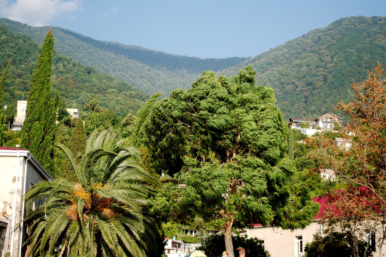 mountains palm trees beauty free photo