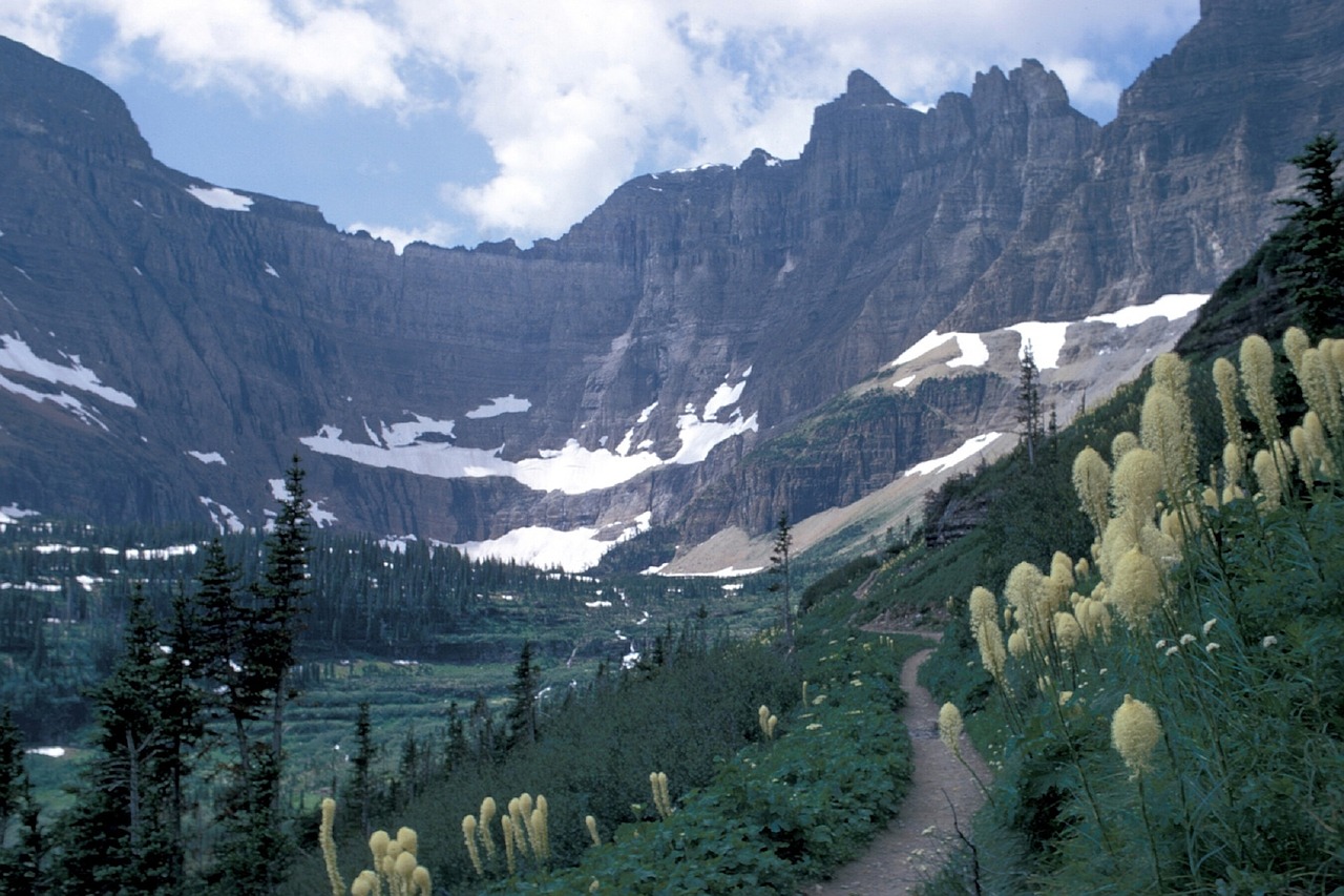 mountains bear grass glacier free photo