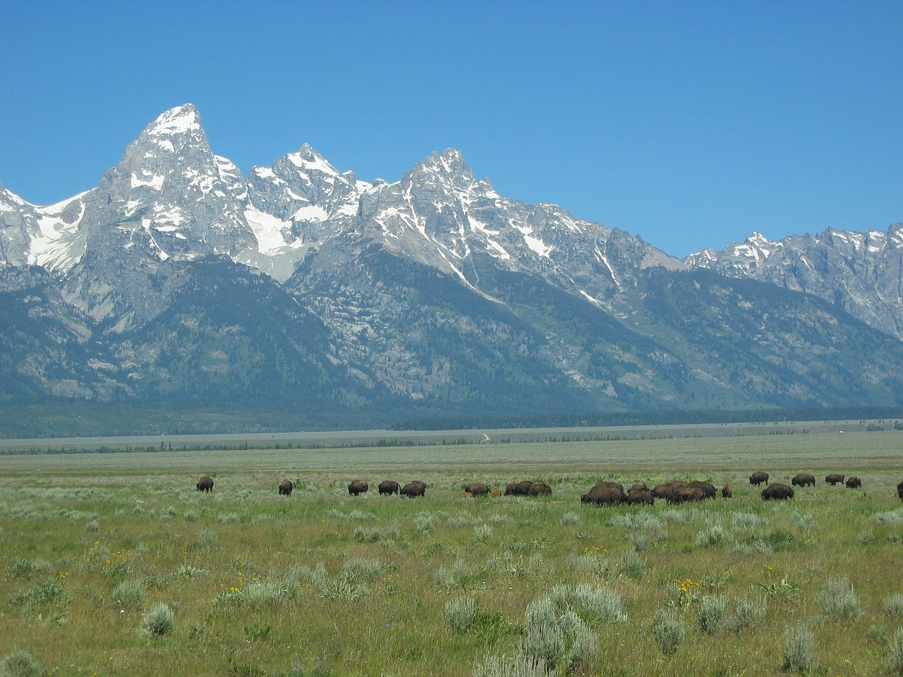 mountains landscape buffalo free photo