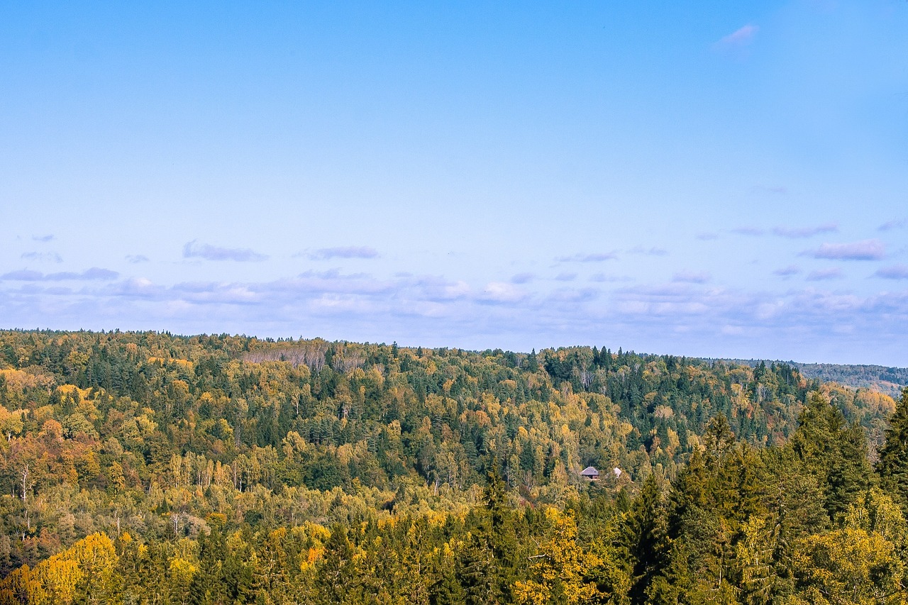 pine trees landscape fall landscape free photo