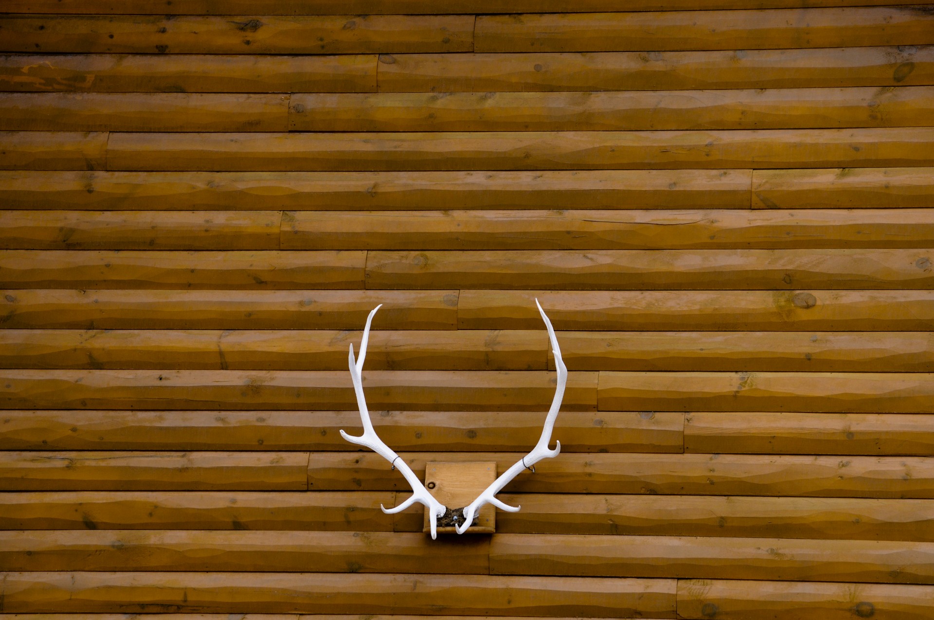 antler antlers horns free photo