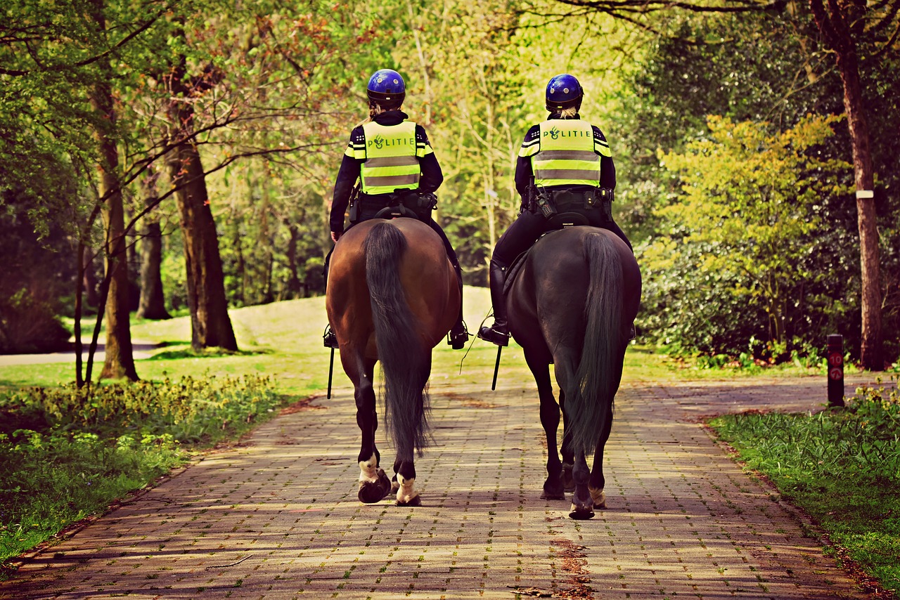 mounted police  horse  rider free photo