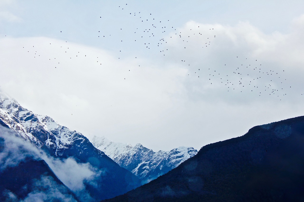 mountians sky birds free photo