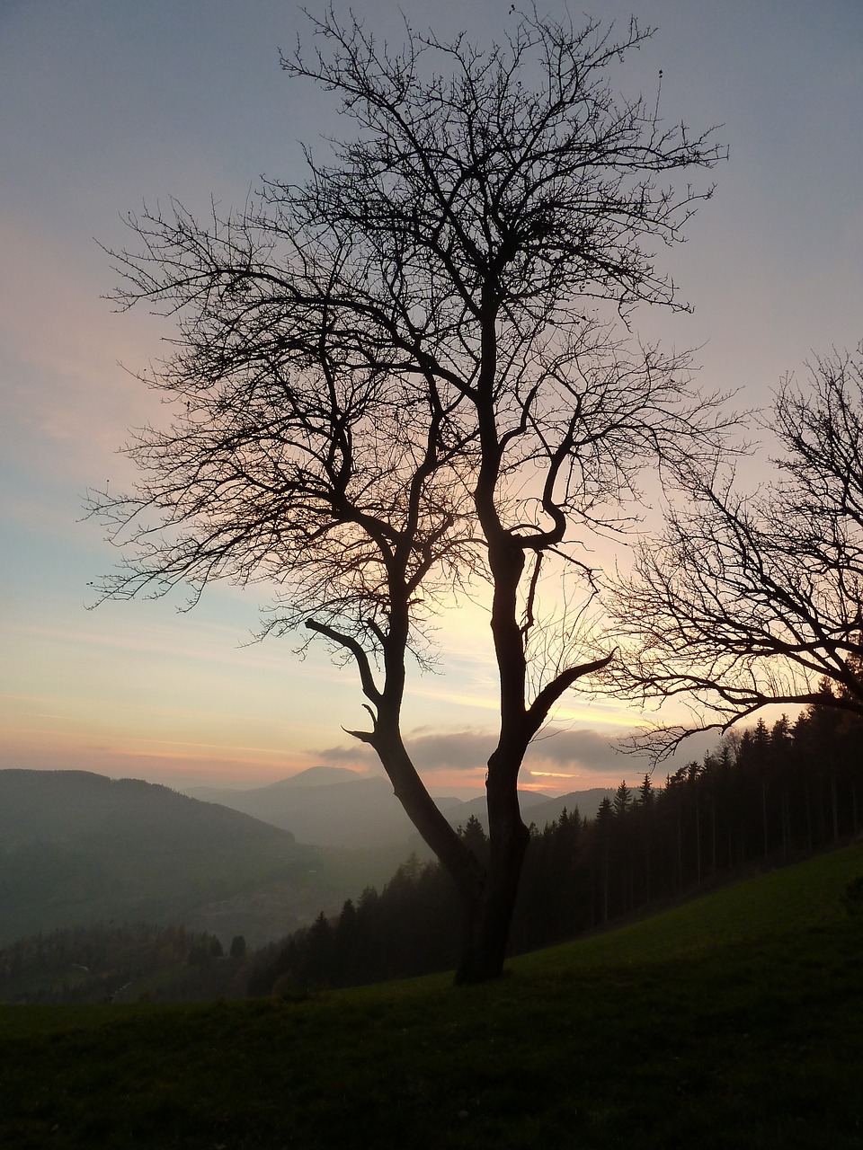 mourning tree autumn free photo