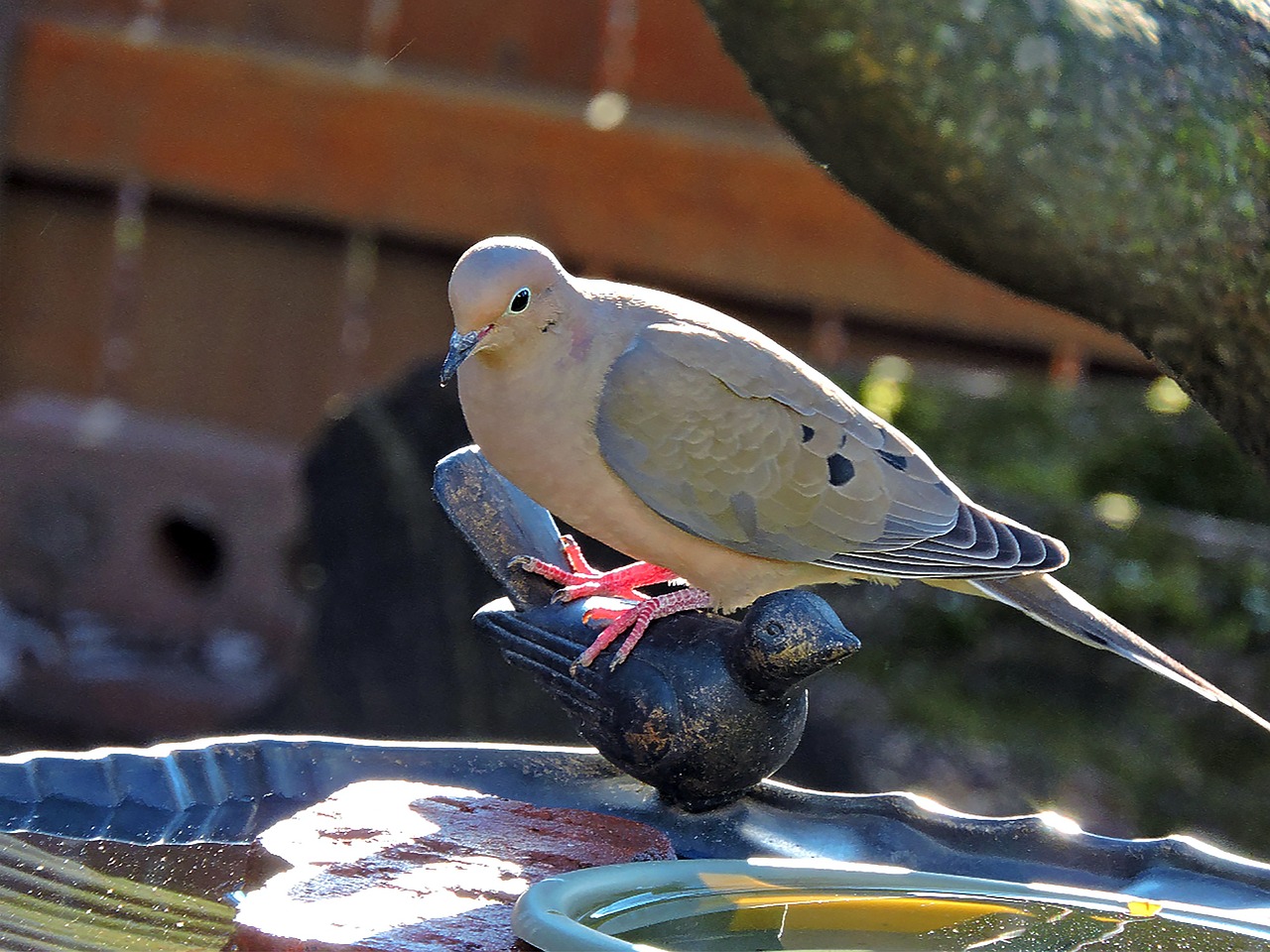 mourning dove dove bird free photo