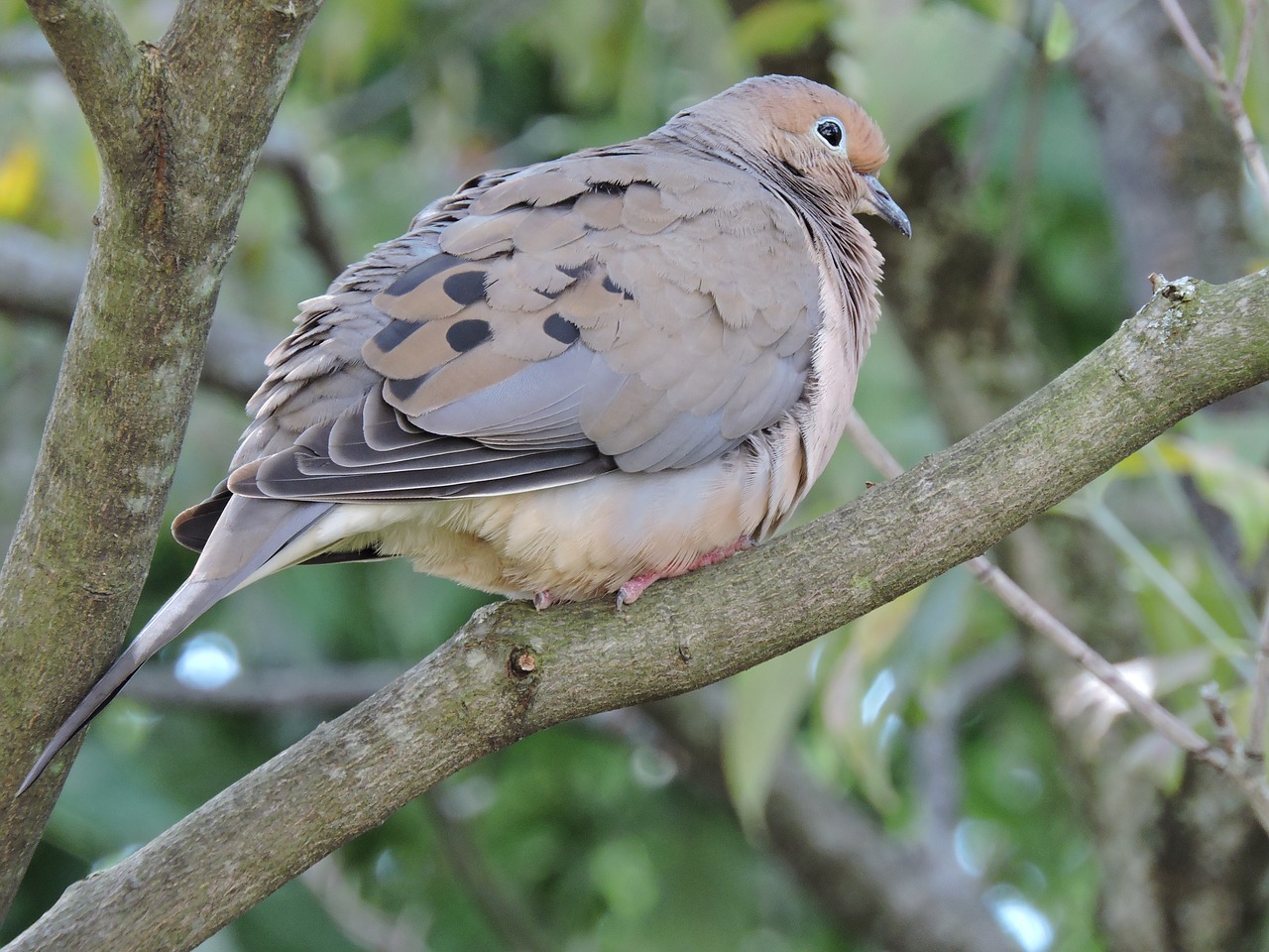 mourning dove doves birds free photo