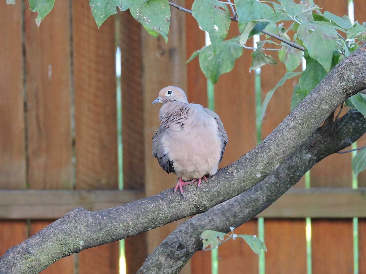 mourning dove doves birds free photo