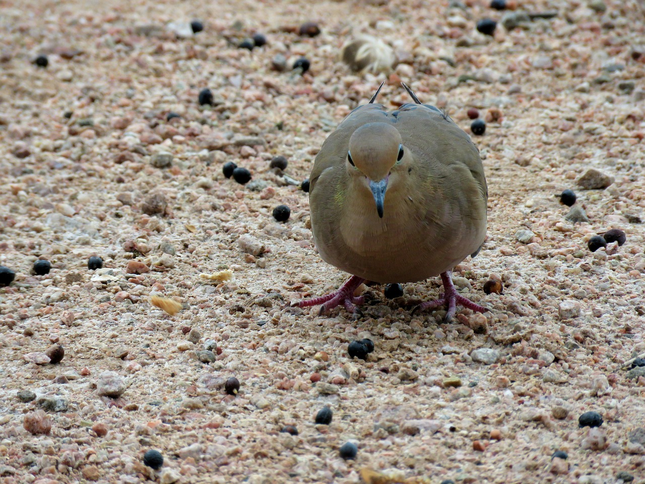 mourning dove bird dove free photo