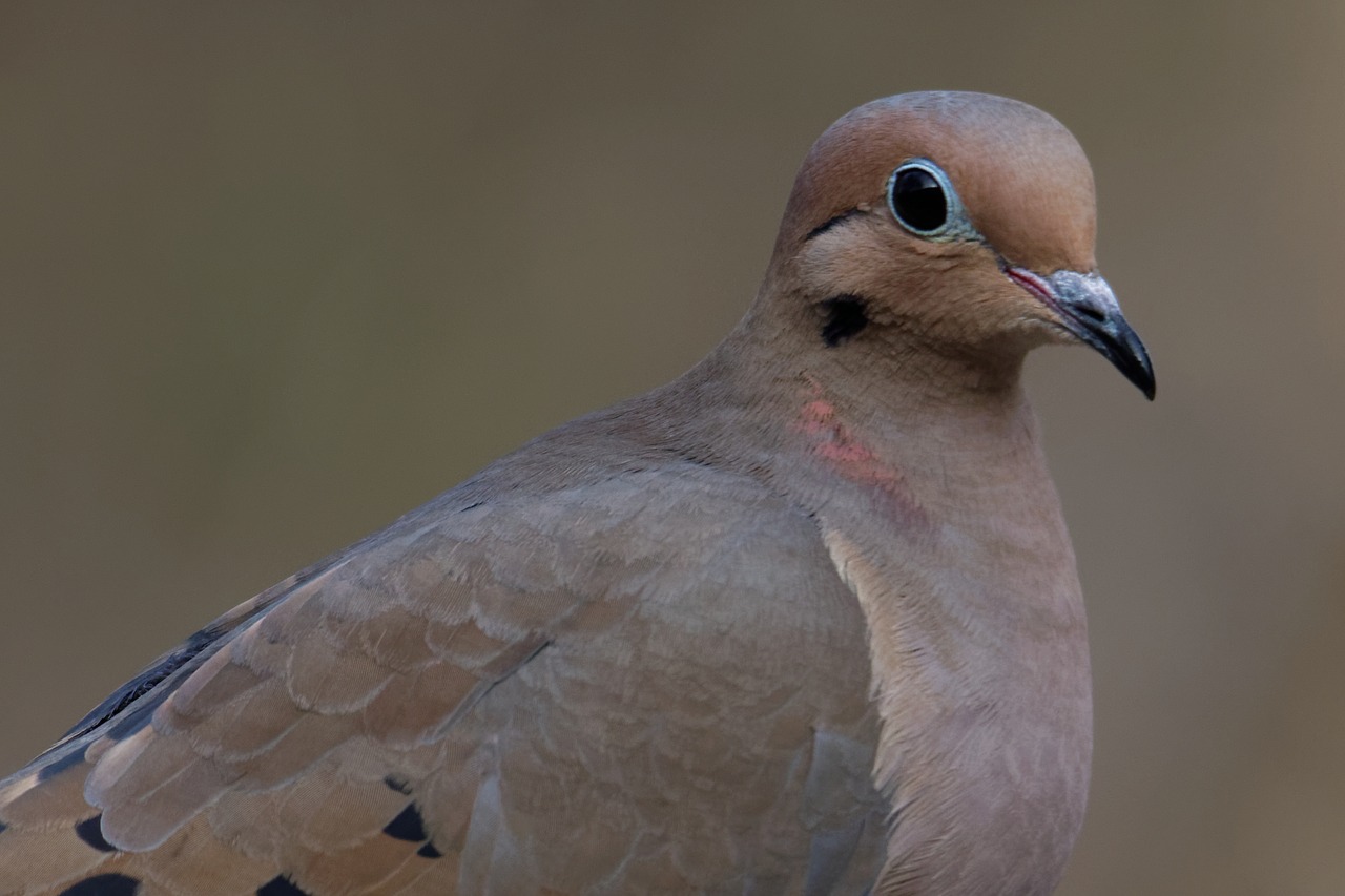 mourning dove bird dove free photo