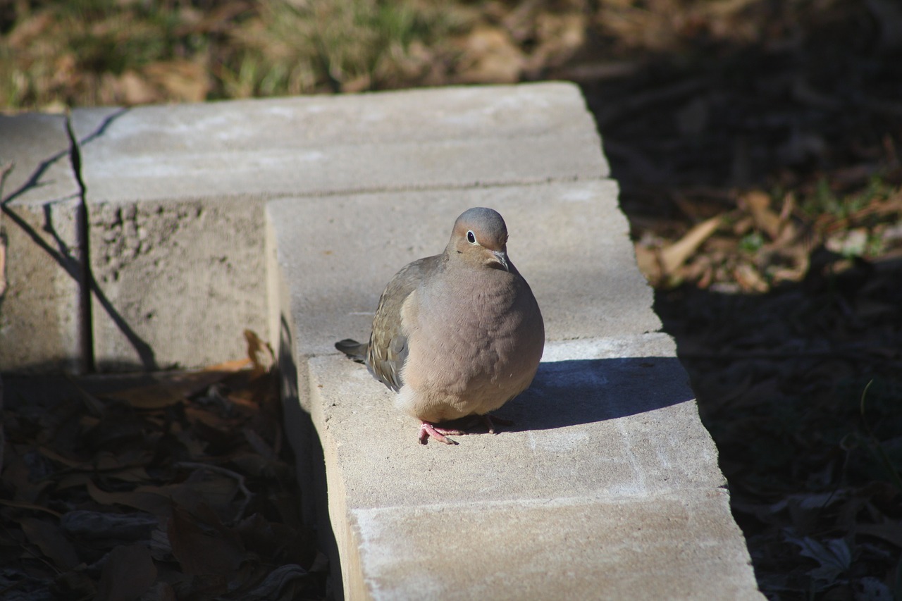 mourning dove bird nature free photo