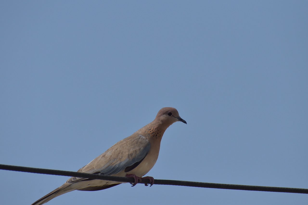 mourning dove columbidae brown dove free photo