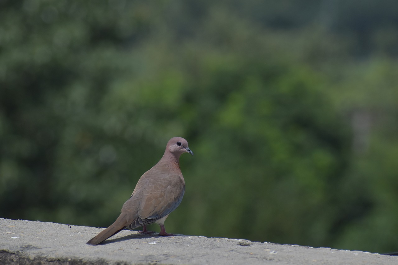 mourning dove columbidae brown dove free photo