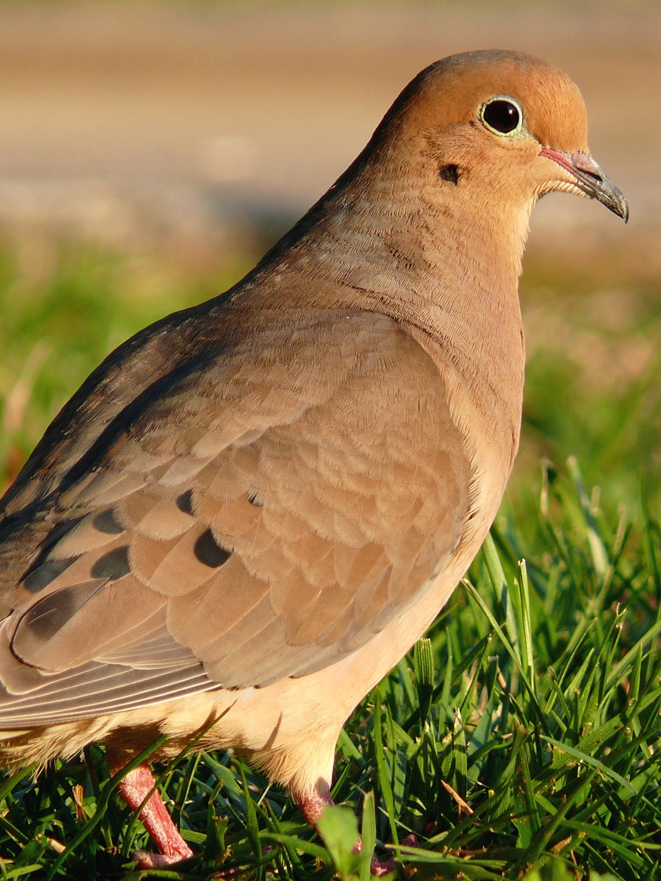 mourning dove bird wildlife free photo