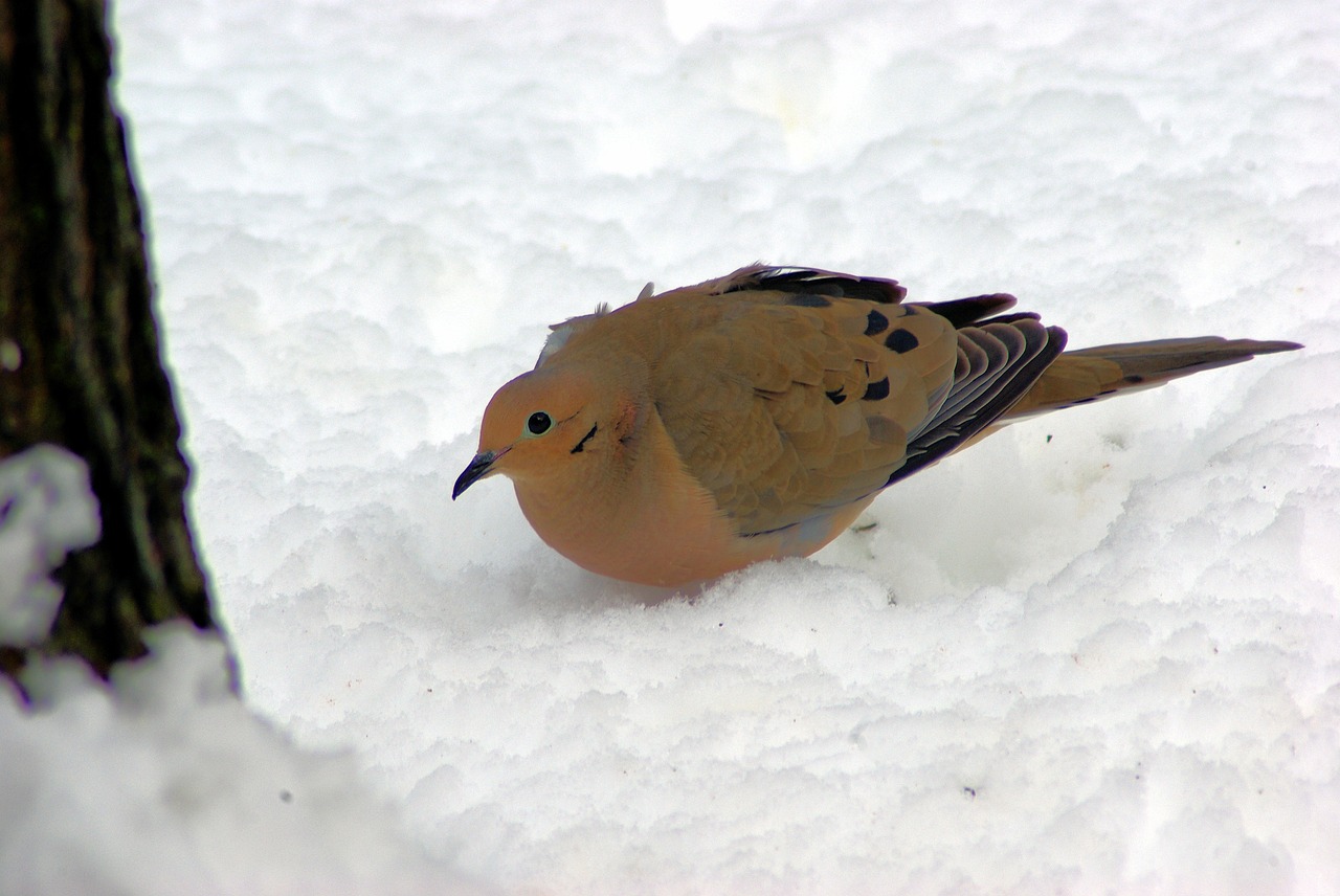 mourning dove in winter  dove  mourning free photo