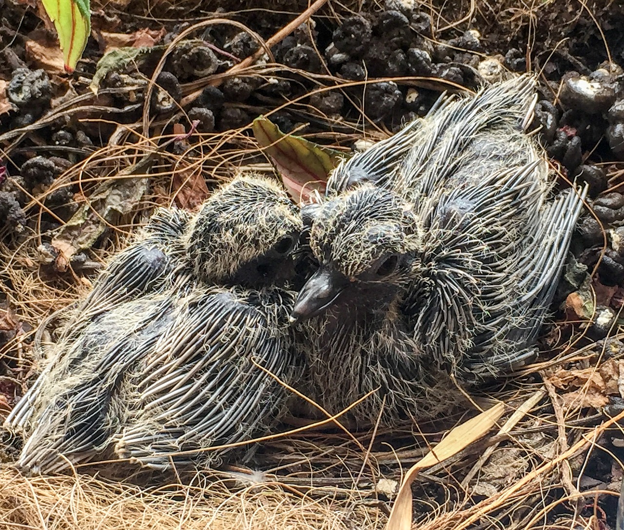 mourning doves birds babies free photo