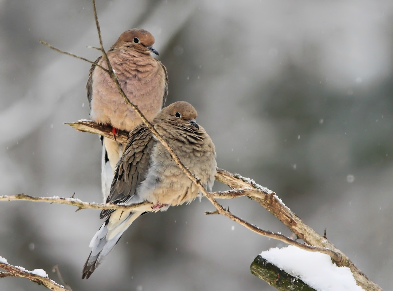 mourning doves  dove  bird free photo