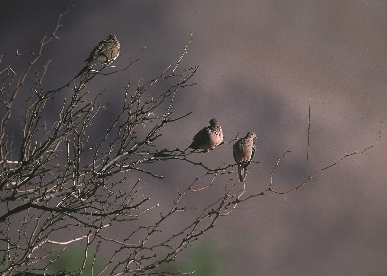 mourning doves tree birds free photo