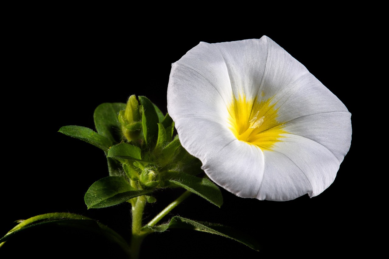 morning glory flower bloom free photo