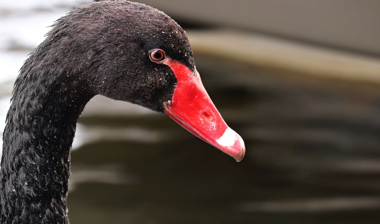 mourning swan swan black free photo