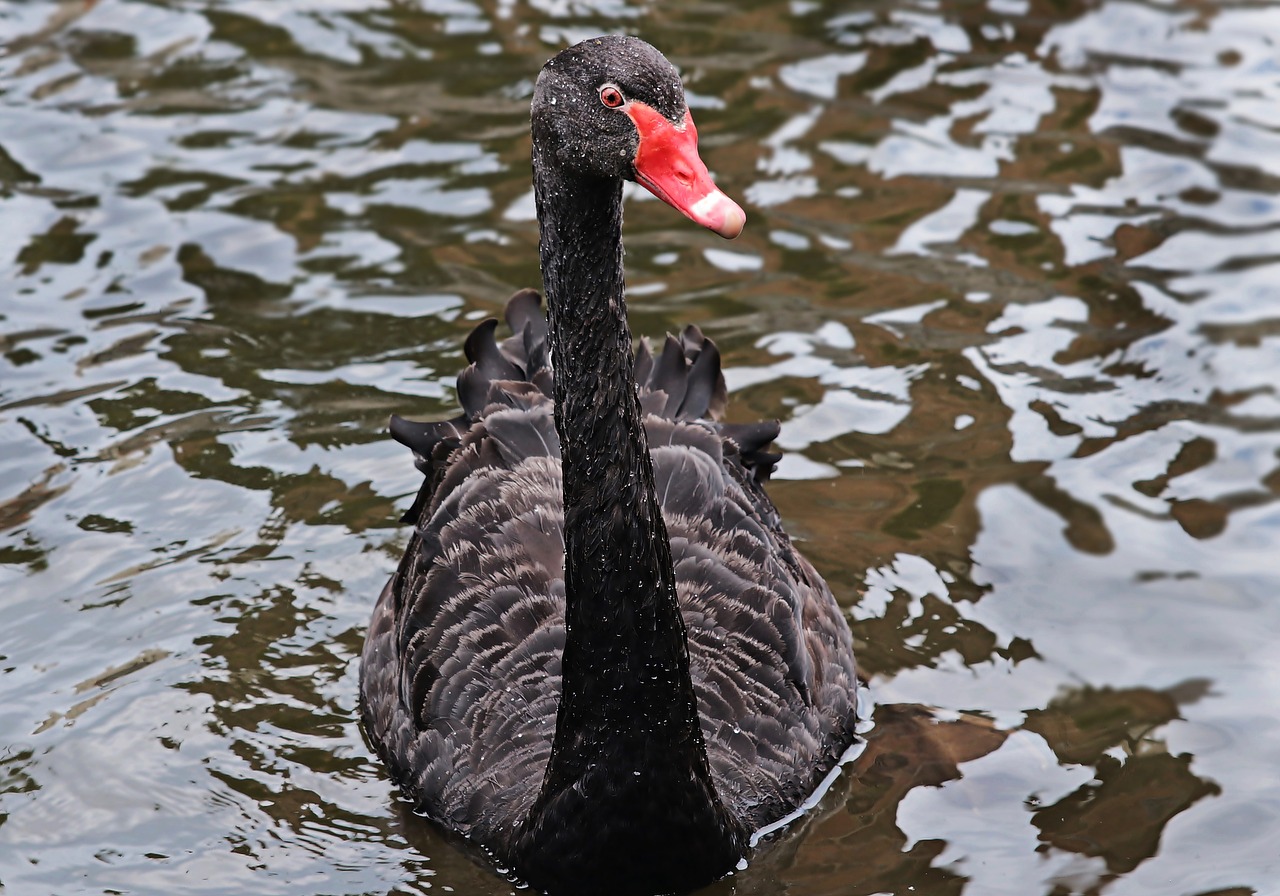 mourning swan swan black free photo
