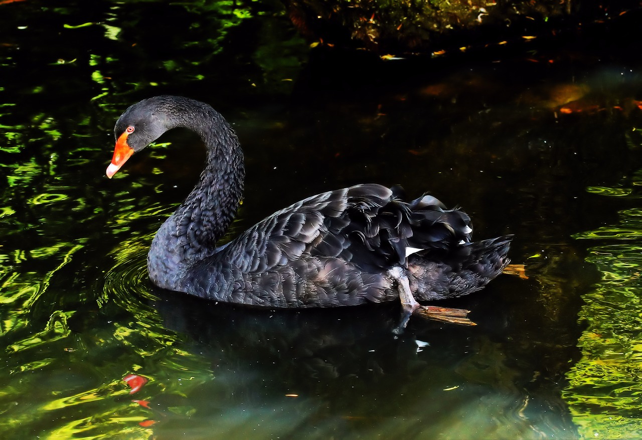 mourning swan black swan australia free photo