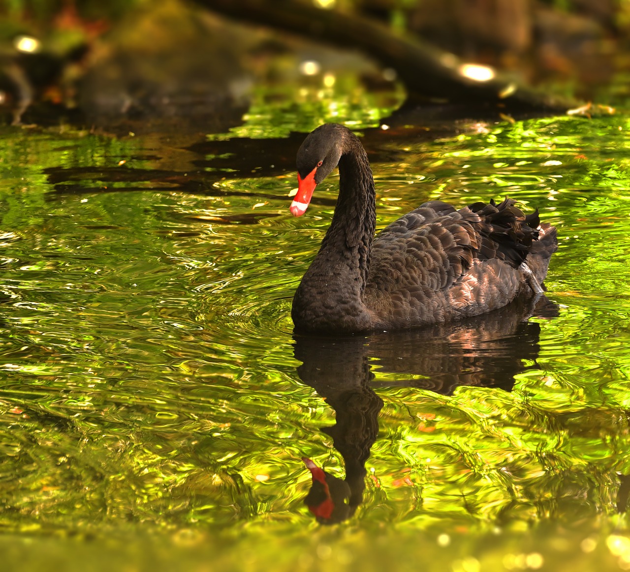 mourning swan swan black free photo