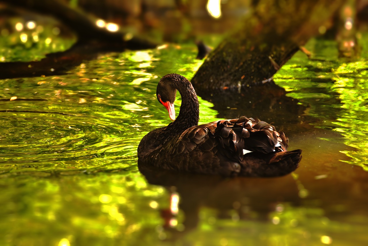 mourning swan swan black free photo