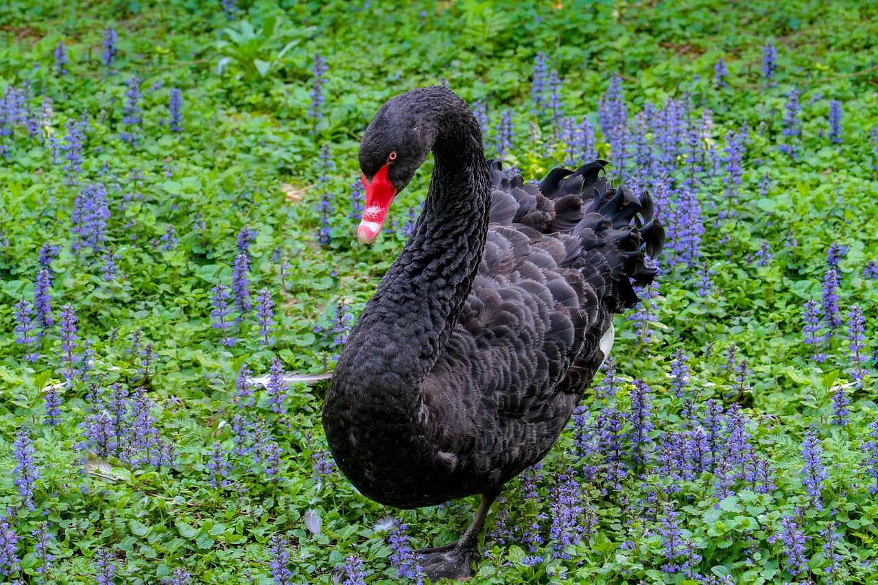 mourning swan  animal world  black free photo