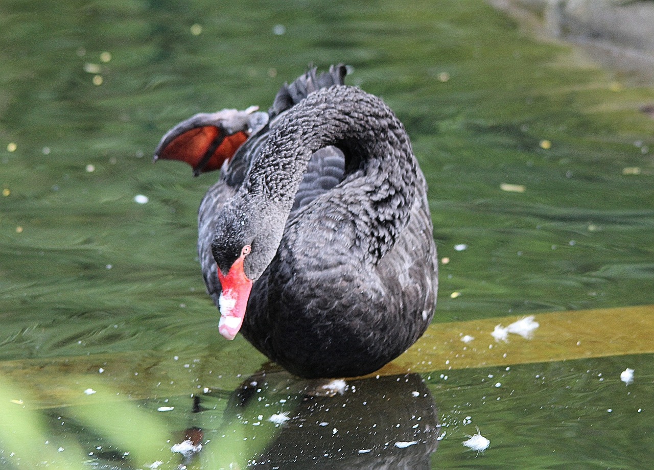 mourning swan cygnus atratus black swan free photo