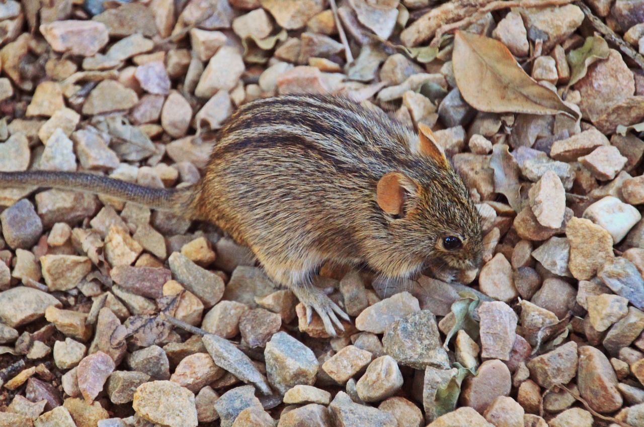 mouse rodent animal free photo
