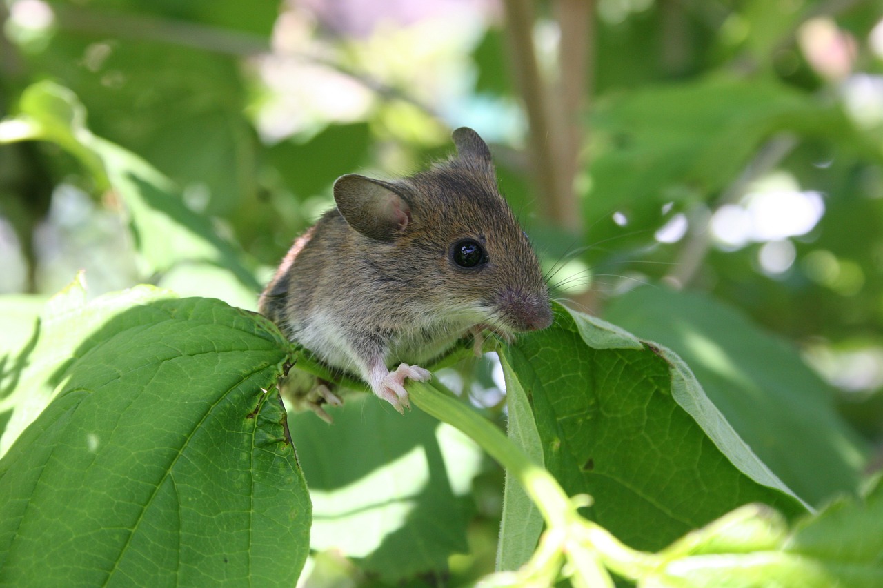 mouse pest animal free photo