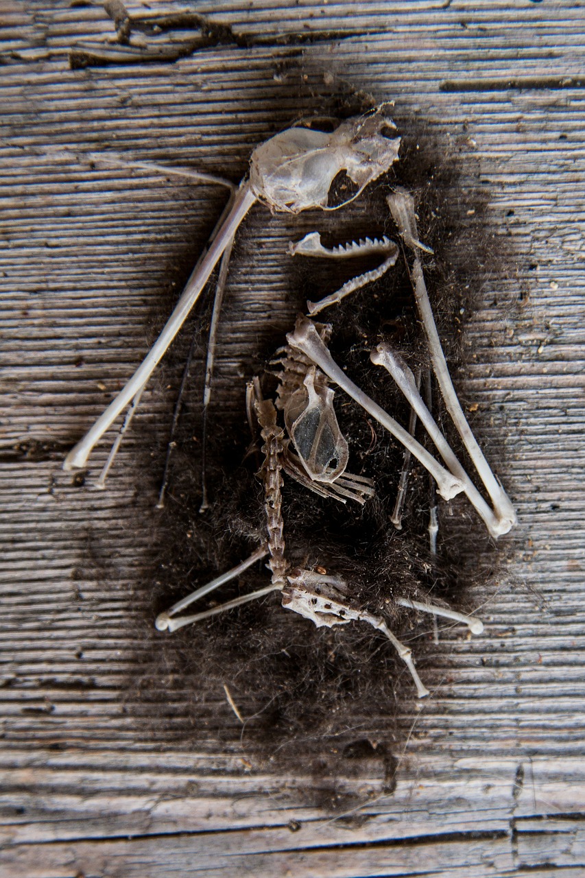 mouse skeleton bone pile free photo